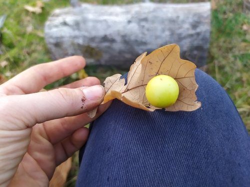 Cherry Gall Wasp