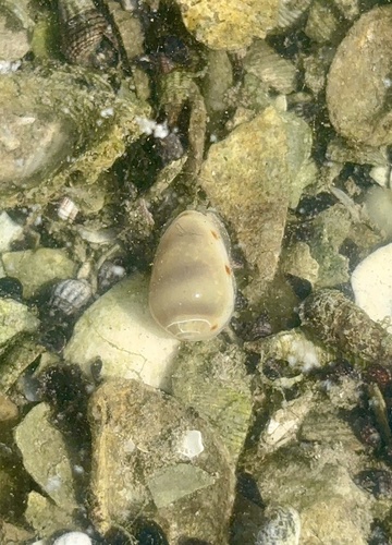 Marginella apicina observed 2026-10-11