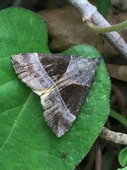 Hypena trigonalis
