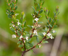 Pimelea axiflora alpina