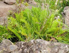 Polystichum proliferum