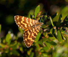 Chrysolarentia chrysocyma