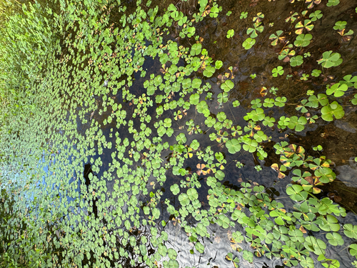 Marsilea vestita observed 2026-10-11