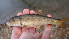 Campostoma oligolepis