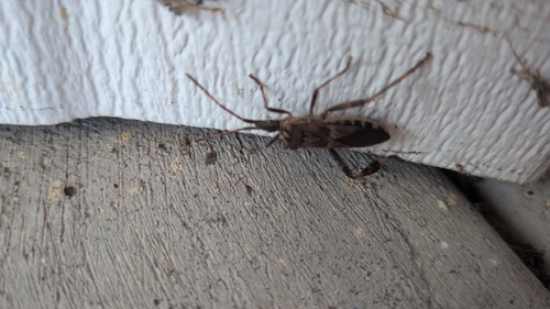 Western Conifer Seed Bug