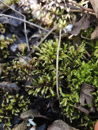 Brachythecium rutabulum observed 2026-10-11