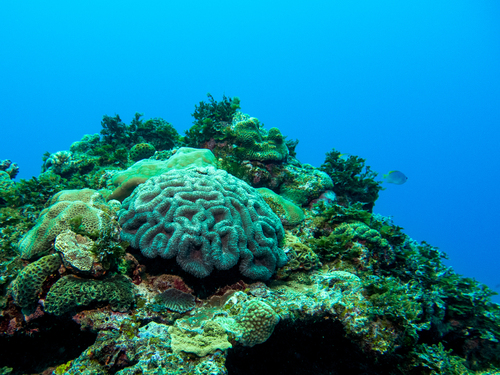 Lobophyllia robusta observed 2026-07-18