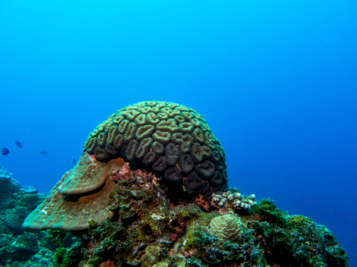 Lobophyllia corymbosa observed 2026-07-18