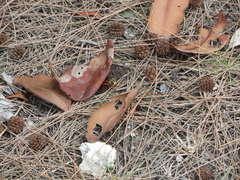 Sphex jamaicensis