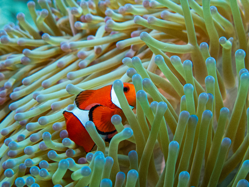 Anemone Demoiselle