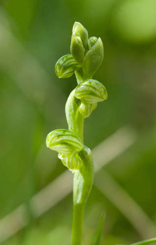 Image of Pterostylis crassicaulis by (c) Chris Clarke, some rights reserved (CC BY)