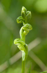 Pterostylis cycnocephala