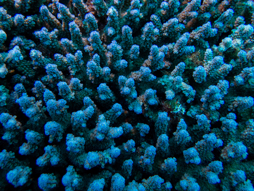 Acropora tenuis observed 2026-07-18