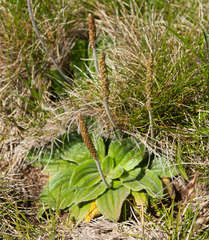 Plantago euryphylla