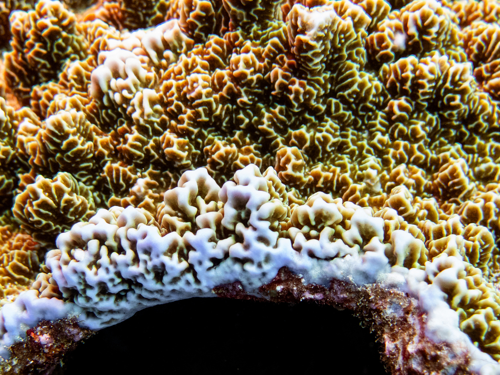 Montipora coral (no English common name)