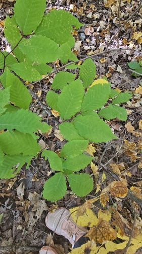 American beech