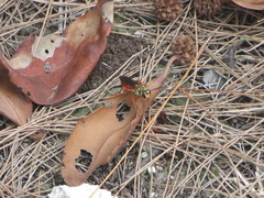 Sphex jamaicensis