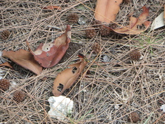 Sphex jamaicensis