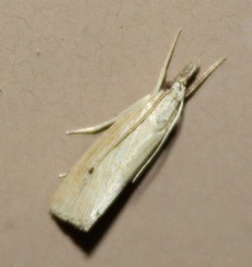 Diatraea
