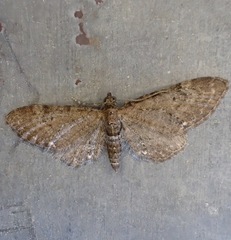 Eupithecia vulgata