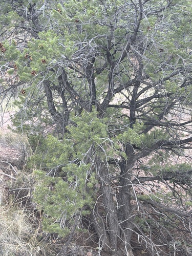 Colorado Pinyon