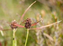 Luzula modesta