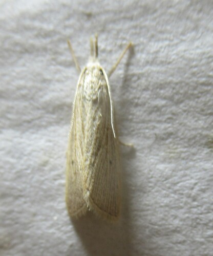 Black-dot Diatraea photo 3