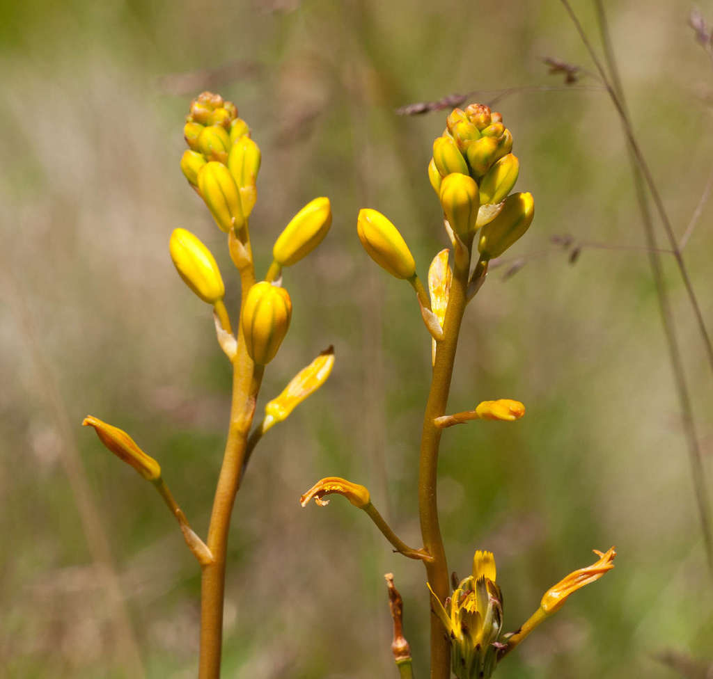 Bulbine bulbosa, Dinner Plain VIC 3898, Australia