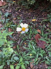 Bidens alba