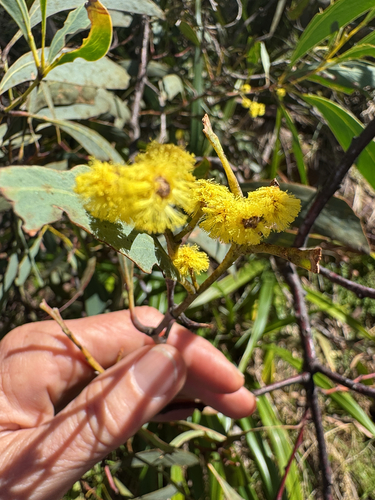 Acacia obliquinervia observed 2026-10-10