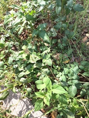 Bidens alba
