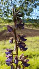 Lupinus formosus formosus