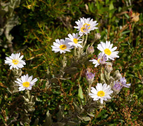 Image of Olearia frostii by (c) Chris Clarke, some rights reserved (CC BY)
