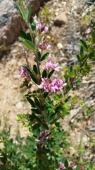 Lespedeza stuevei