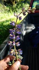 Lupinus formosus formosus