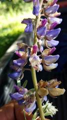 Lupinus formosus formosus