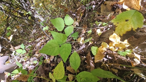 American hog-peanut