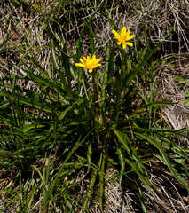 Microseris lanceolata