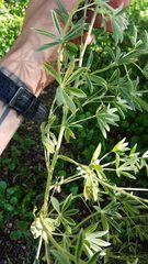 Lupinus formosus formosus