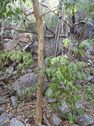 Gossia bidwillii observed 2026-10-06