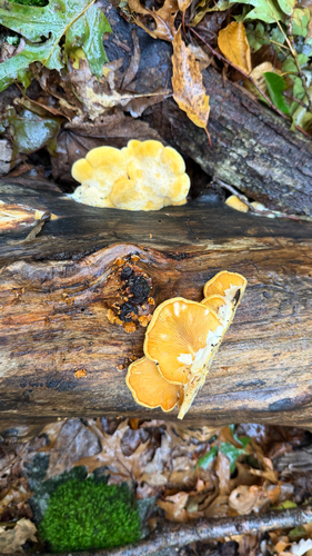 Stinking Orange Oyster