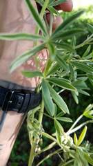 Lupinus formosus formosus