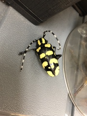 Anoplophora horsfieldii