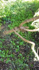 Lupinus formosus formosus