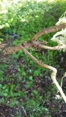 Lupinus formosus formosus