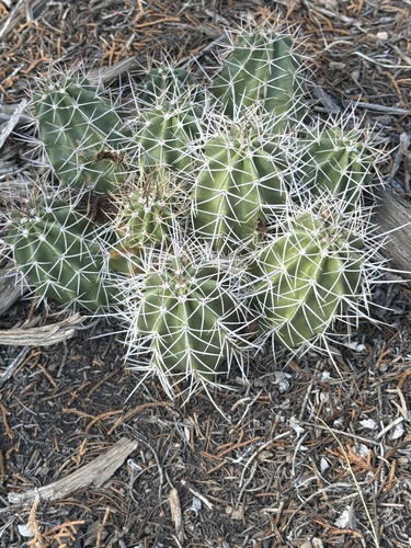 Kingcup Cactus