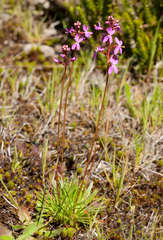 Stylidium montanum
