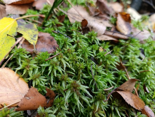 Sphagnum centrale observed 2026-10-10