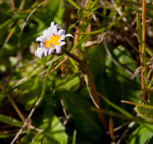 Image of Brachyscome decipiens by (c) Chris Clarke, some rights reserved (CC BY)