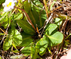 Brachyscome decipiens